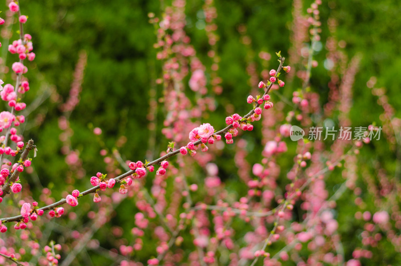 春天公园里红艳艳的榆叶梅花枝