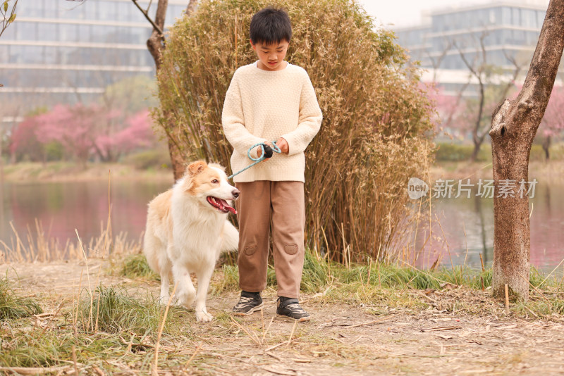 一个小男孩牵着他的宠物边境牧羊犬