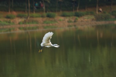 湖面上展翅飞翔的白鹭唯美画面