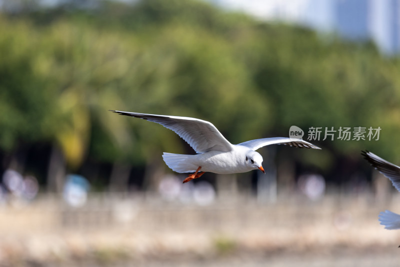 海鸥、红嘴鸥