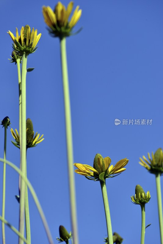 以蓝天为背景的花的图片