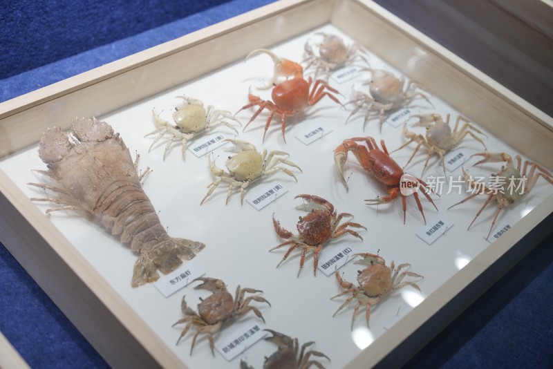 海洋馆中展示的各种各样的海蟹标本