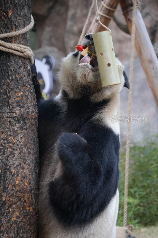 大熊猫抓树吃竹筒食物