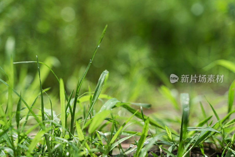 夏天雨后阳光下的小草