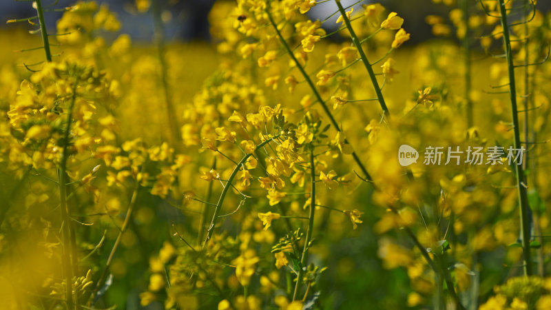 春天油菜花