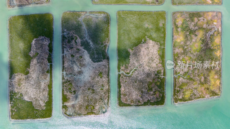 惠州盐洲海洋湿地公园-红树林湿地风光