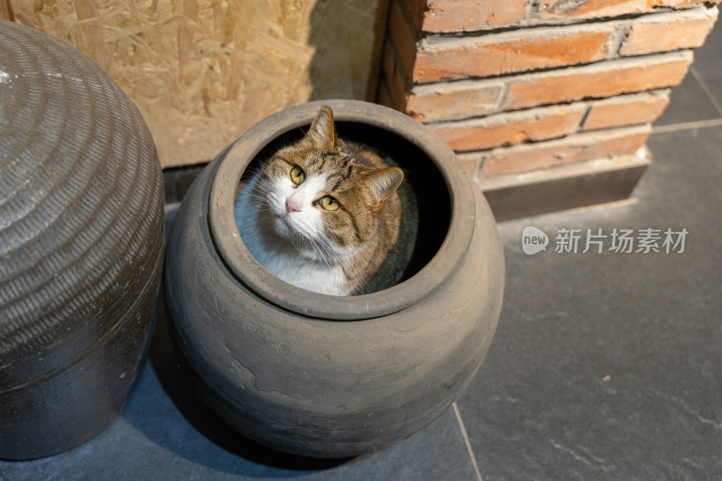 猫在缸子里仰望抬头苛求特写