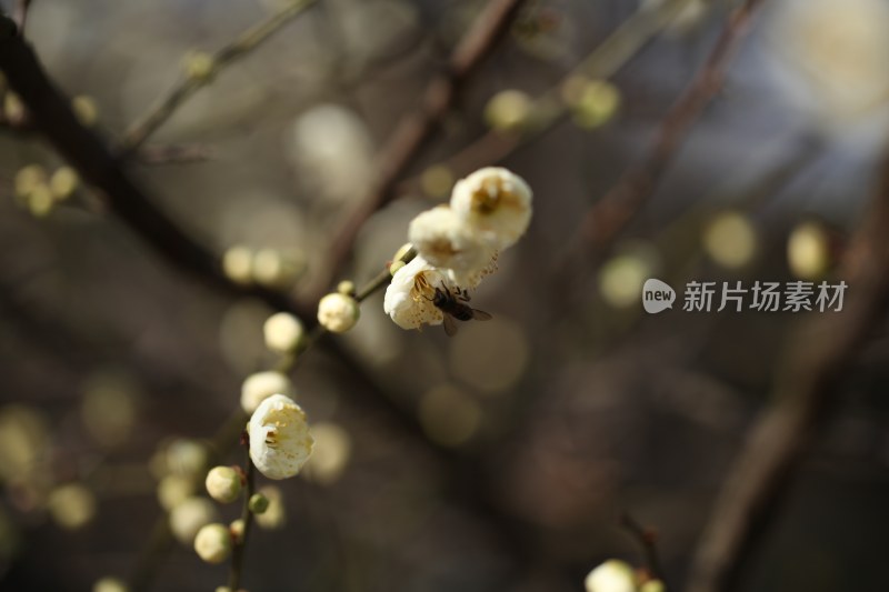 花草花卉