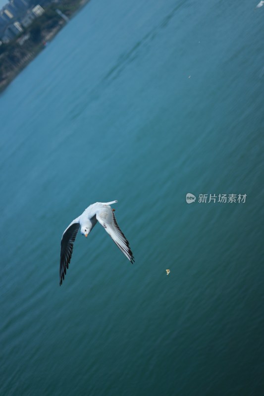 飞翔的海鸥场景