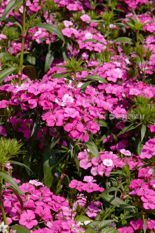 厦门园博苑郁金香花展上的须苞石竹