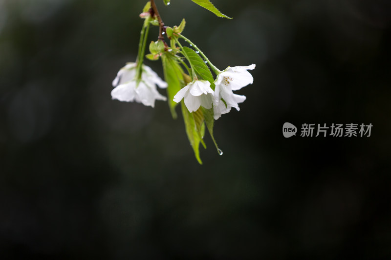 带着水珠的樱花特写