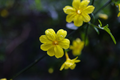 迎春花 春天 小黄花