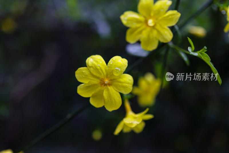 迎春花 春天 小黄花