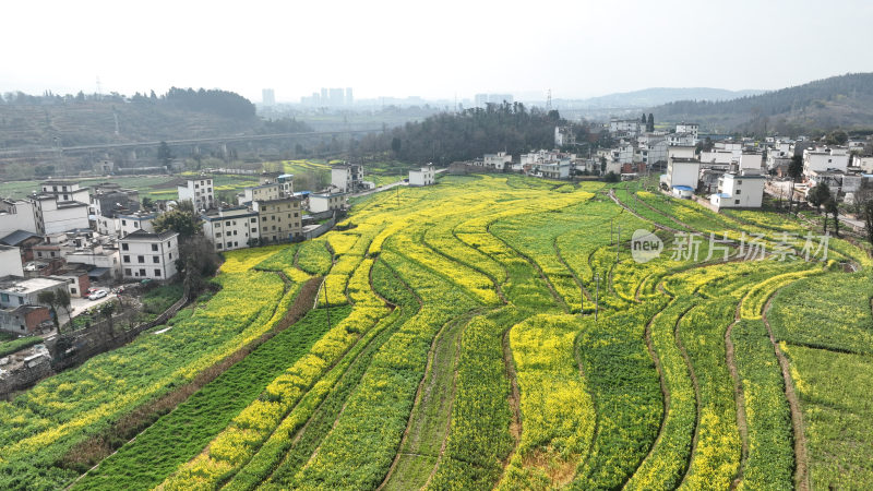 油菜花绘就田园美景