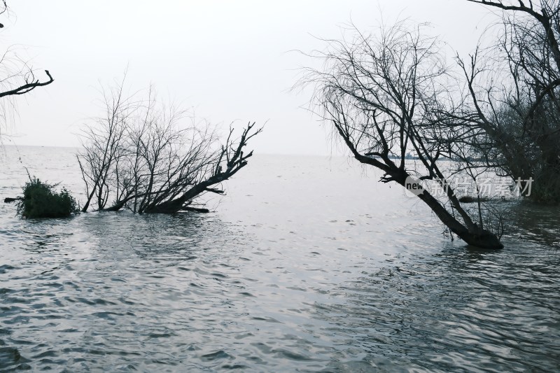 水边枯树自然景象