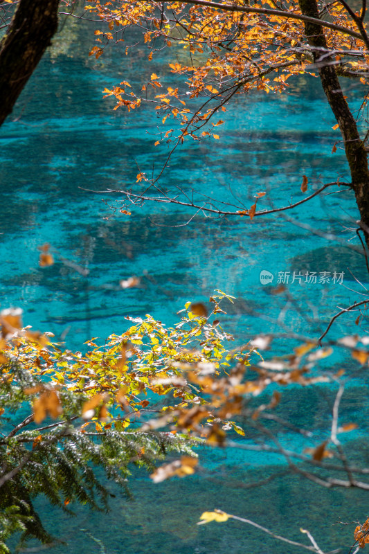 九寨沟秋色，五花海碧蓝湖水与秋叶