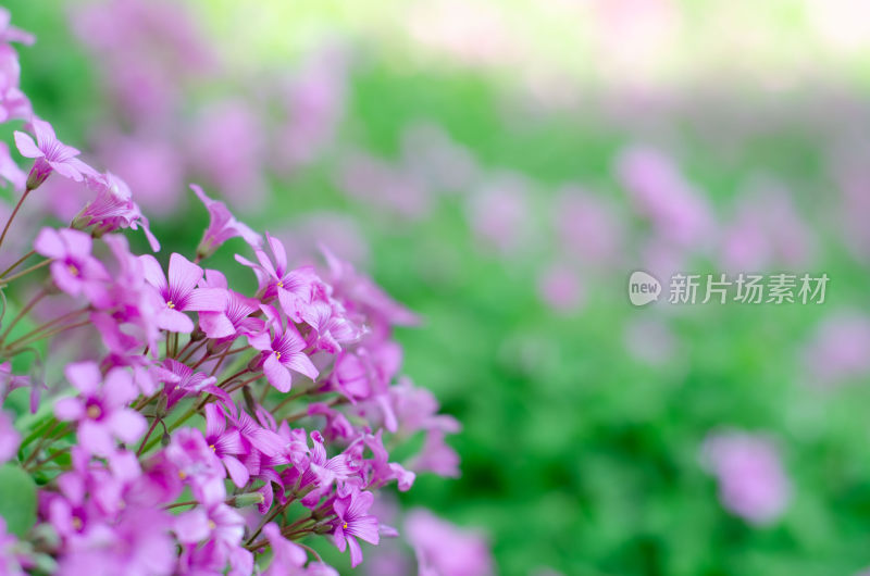 特写粉色花卉绿植背景