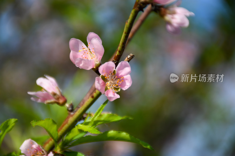 春意盎然的桃花枝