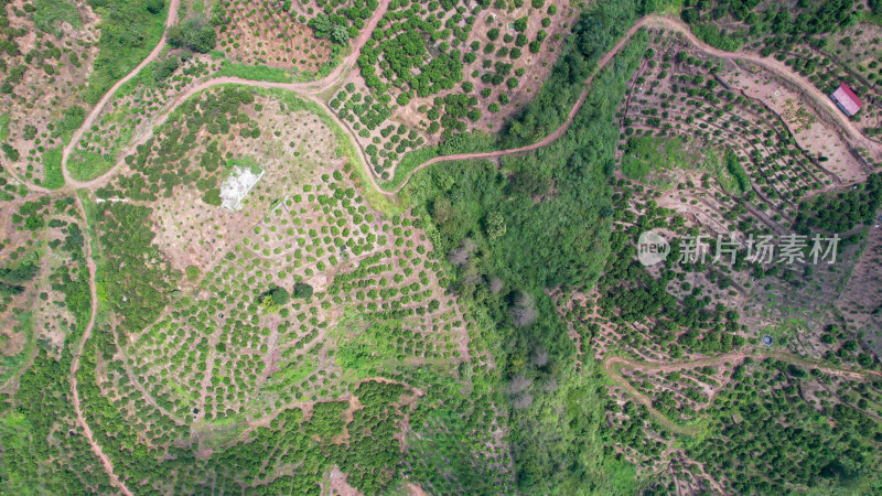 山川丘陵水果种植水果基地航拍