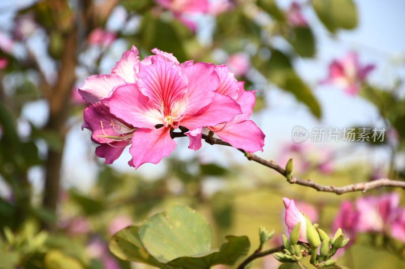 广东东莞：春光明媚 洋紫荆花开正盛