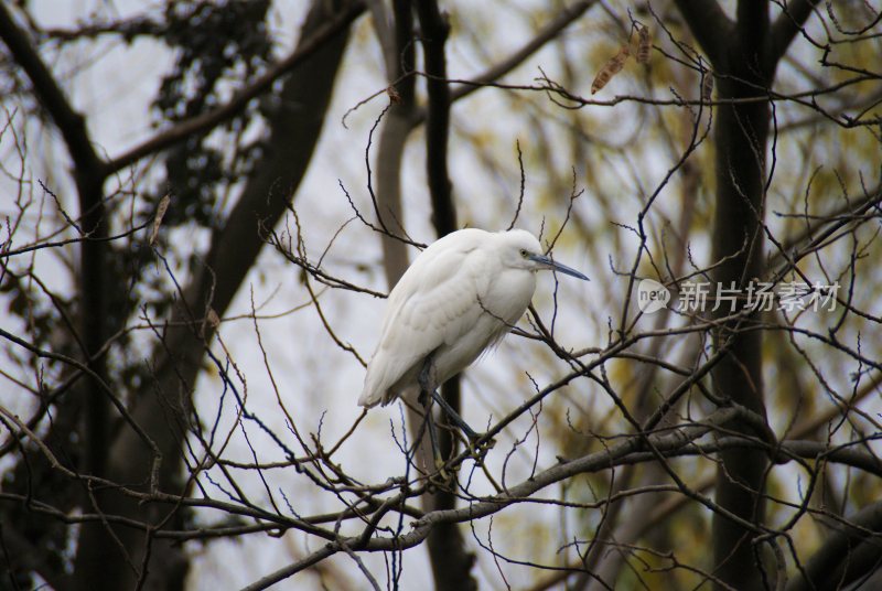 大自然森林树木旅行徒步野营