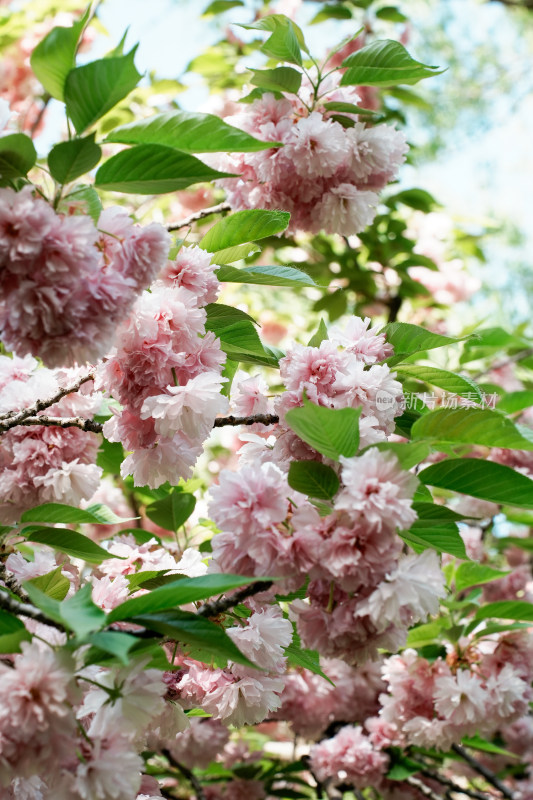 北京朝阳公园樱花