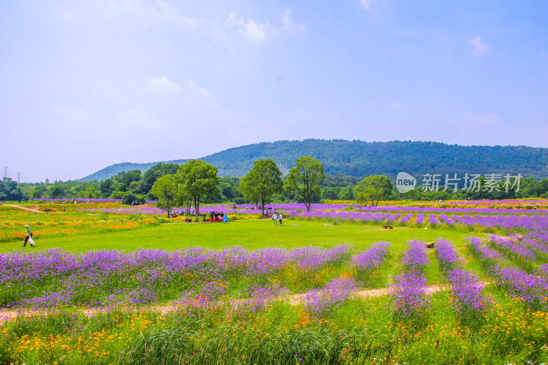 紫色花海与远山