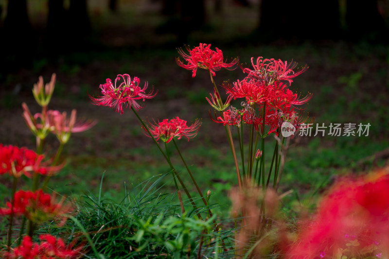 草丛中，盛开的彼岸花特写