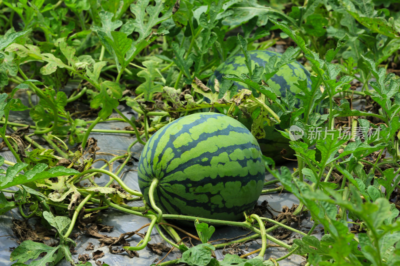 夏日农田地里成熟的西瓜果实