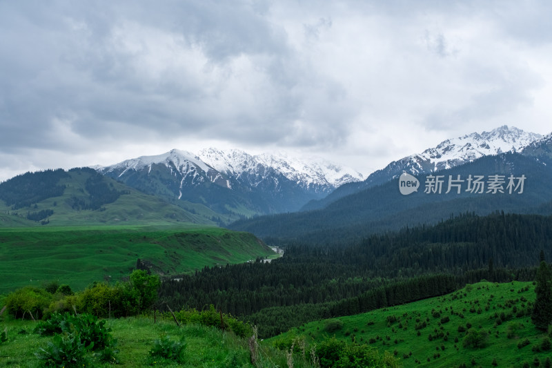 新疆伊犁恰西雪山森林草原风光