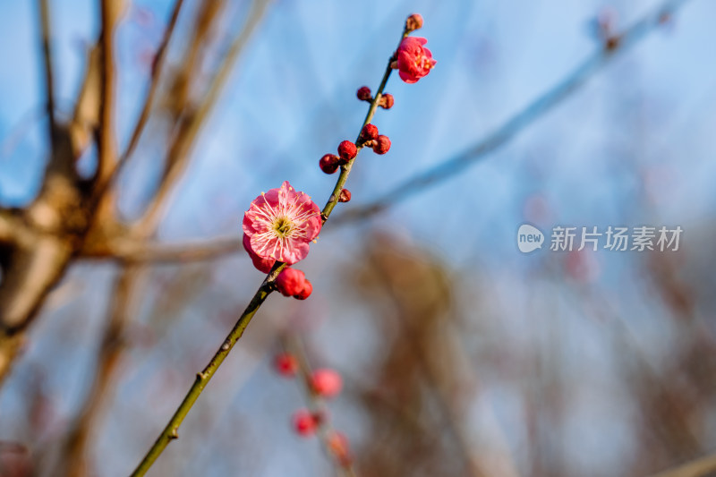 西溪湿地盛开的梅花