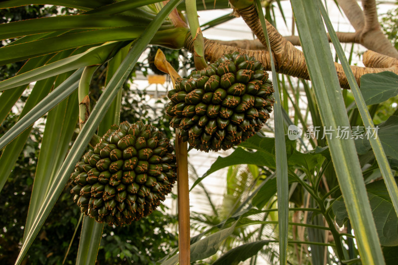 热带植物扇叶露兜树果实特写