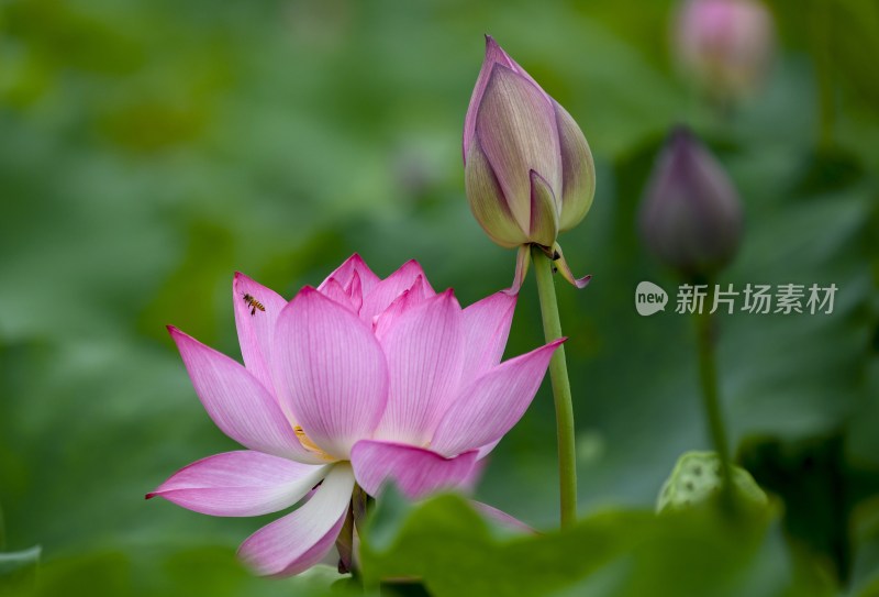 重庆酉阳：夏日荷花别样红