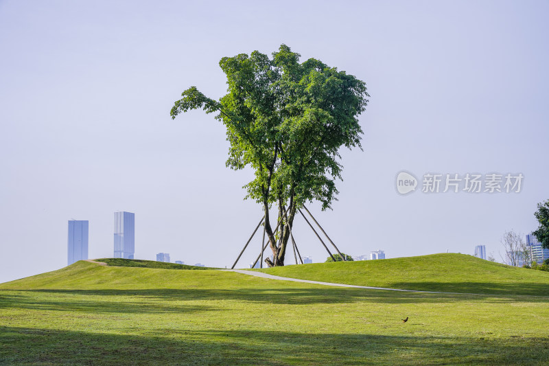 阳光下一棵绿树的风景照片