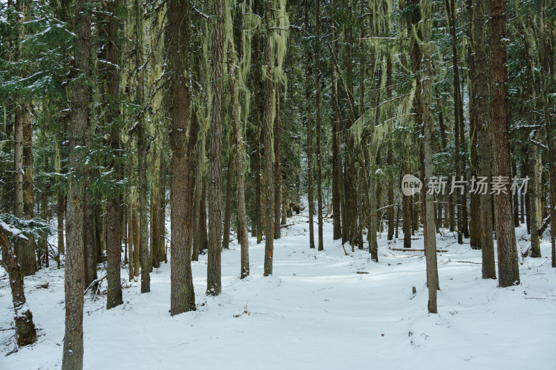 林海雪原