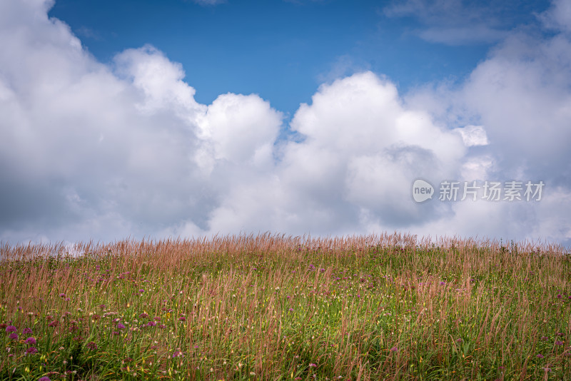 贵州阿西里西韭菜坪韭菜花高原草甸