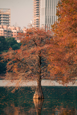 落羽杉风景图