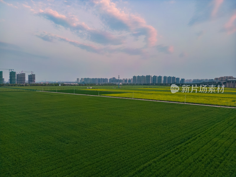 航拍城市郊区稻田风光