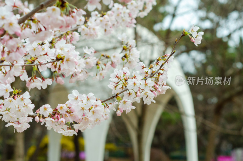 青岛中山公园盛开的樱花