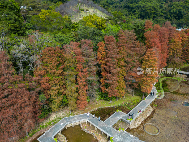 深圳仙湖植物园落羽杉