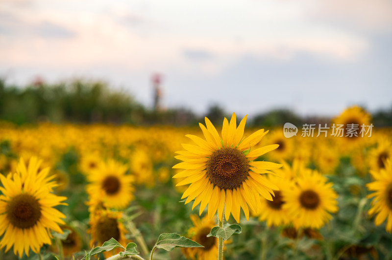 向日葵花海