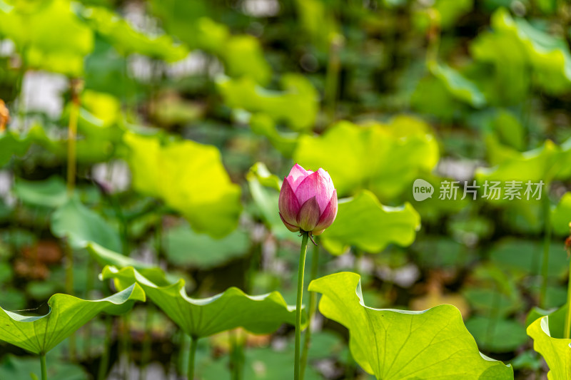 夏天荷花盛开特写