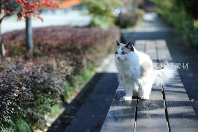 布偶猫坐在公园的长椅上