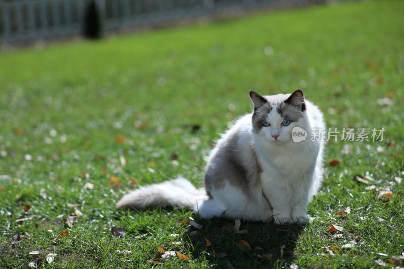 坐在草地上的猫