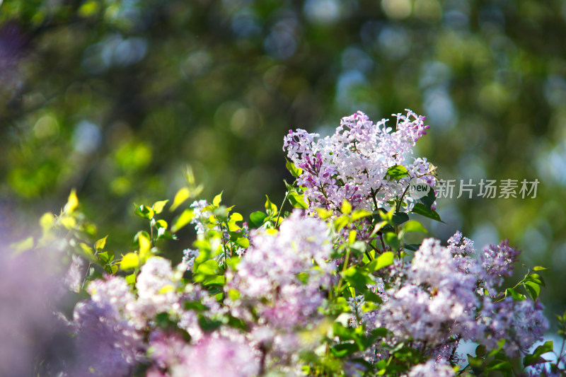 花开茂盛的丁香花在春天的公园