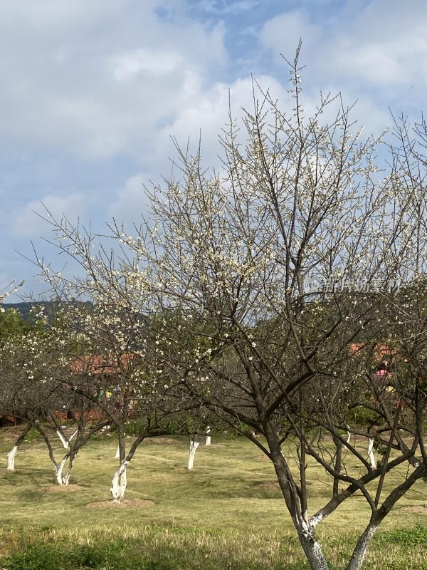 广州萝岗香雪公园梅花盛开