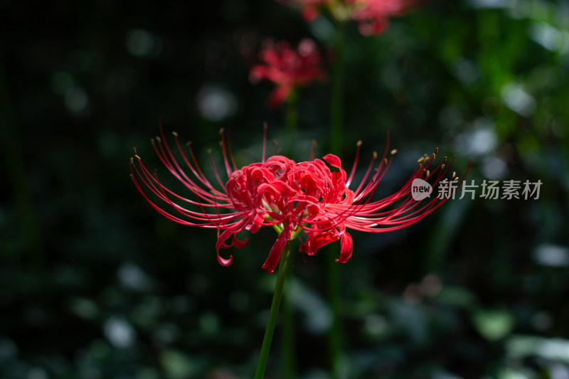 鲜艳夺目彼岸花特写