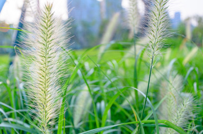 深圳湾公园狗尾巴草