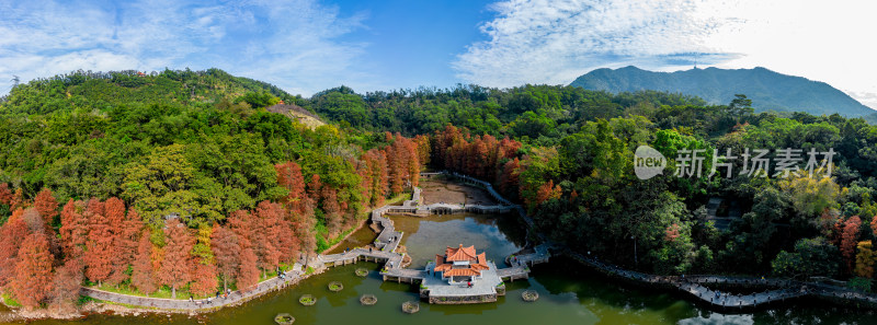 深圳仙湖植物园落羽杉航拍全景