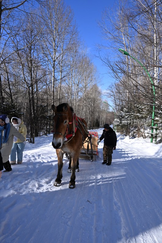 雪地里马拉雪橇有人同行的场景